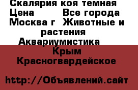 Скалярия коя темная › Цена ­ 50 - Все города, Москва г. Животные и растения » Аквариумистика   . Крым,Красногвардейское